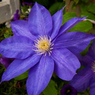 Powojnik The President Clematis 2