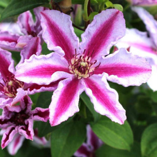 Powojnik Tudor Clematis