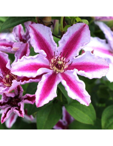 Powojnik Tudor Clematis