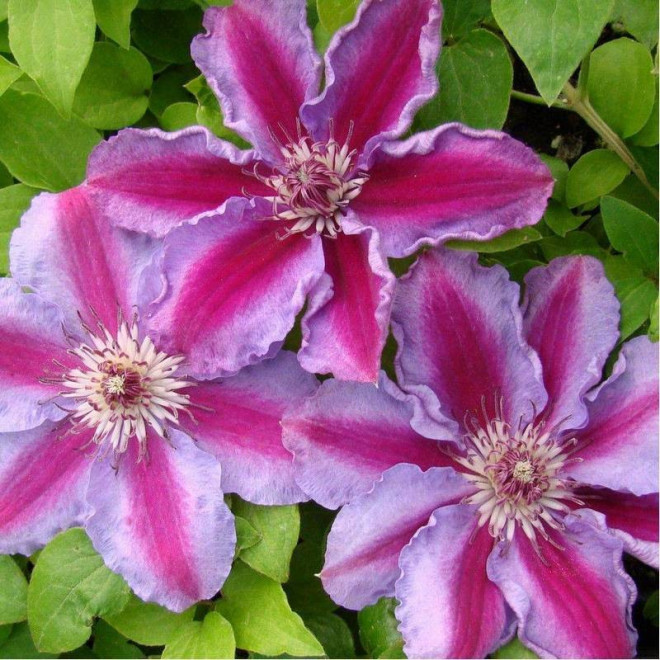 Tudor Clematis Powojnik