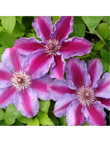 Tudor Clematis Powojnik