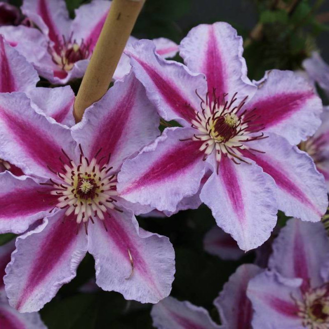 Powojnik Clematis Tudor
