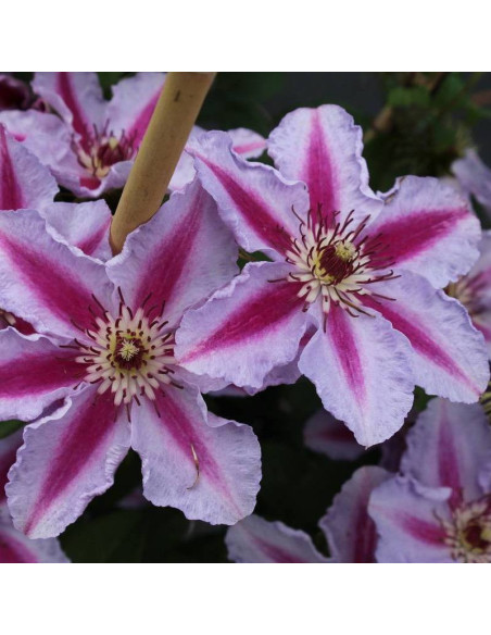 Powojnik Clematis Tudor