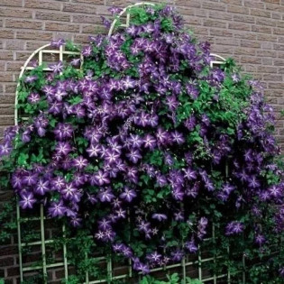 Powojnik Clematis Venosa Violacea 2