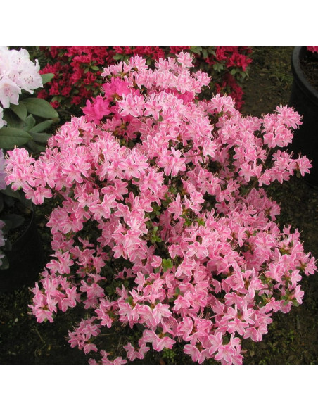 Azalia japońska Kermesina Rose Rhododendron obtusum