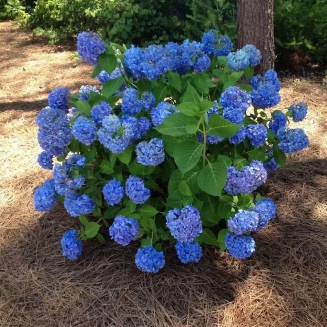 Hortensja ogrodowa Nikko Blue Hydrangea macrophylla