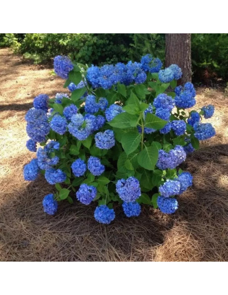 Hortensja ogrodowa Nikko Blue Hydrangea macrophylla
