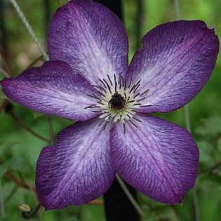 Powojnik Clematis Venosa Violacea