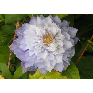 Powojnik Clematis Veronica's Choice 2