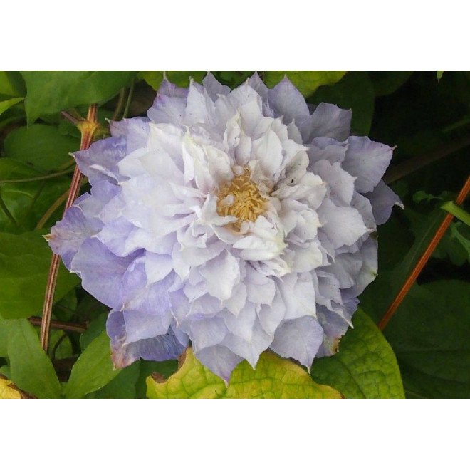 Veronica's Choice Clematis Powojnik