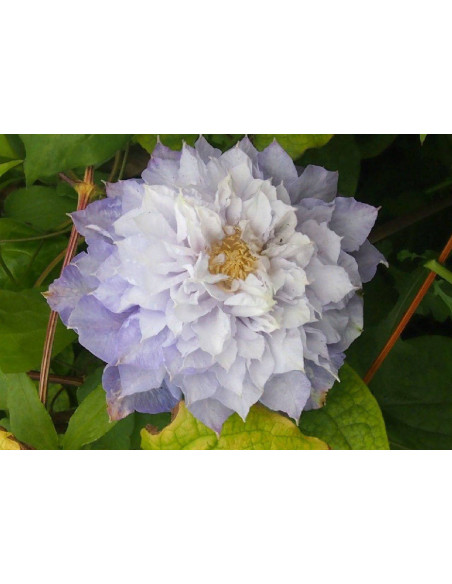 Veronica's Choice Clematis Powojnik