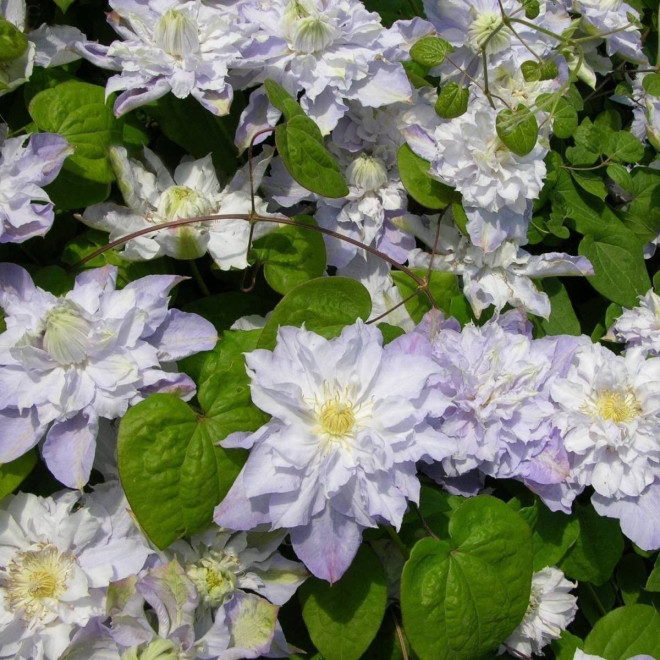 Powojnik Veronica's Choice Clematis