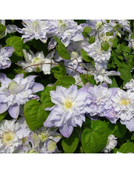 Powojnik Veronica's Choice Clematis