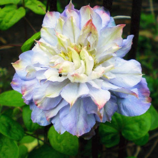 Powojnik Clematis Veronica's Choice