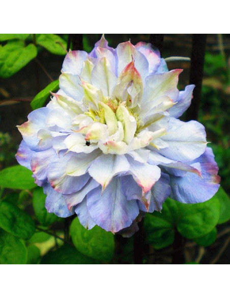 Powojnik Clematis Veronica's Choice