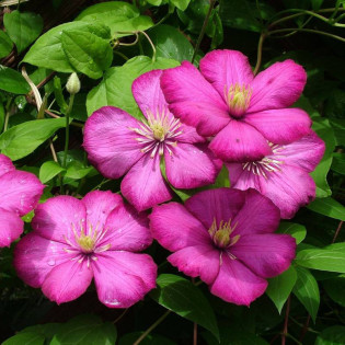 Ville de Lyon Clematis Powojnik