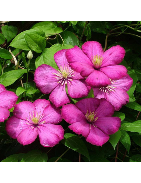 Ville de Lyon Clematis Powojnik