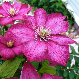 Ville de Lyon Clematis Powojnik 2