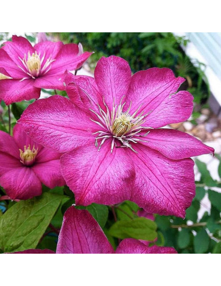 Powojnik Ville de Lyon Clematis