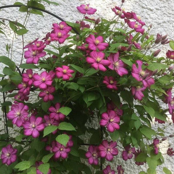 Powojnik Clematis Ville de Lyon