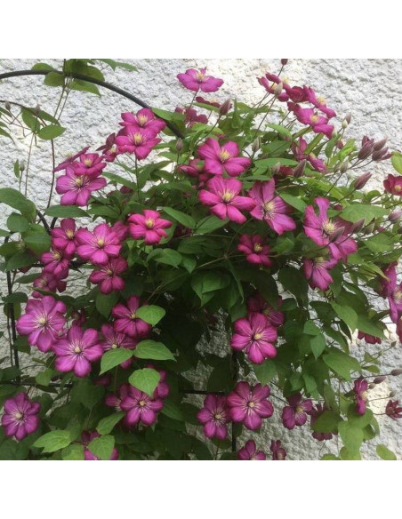 Powojnik Clematis Ville de Lyon