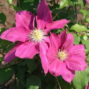 Vino Clematis Powojnik