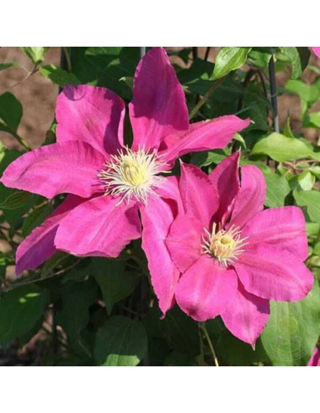 Vino Clematis Powojnik