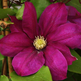 Vino Clematis Powojnik 2