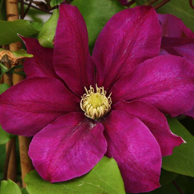 Powojnik Vino Clematis