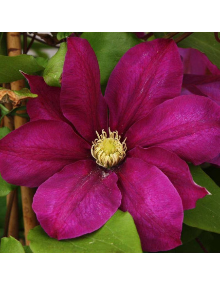 Powojnik Vino Clematis