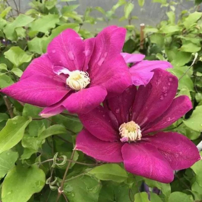 Powojnik Clematis Vino