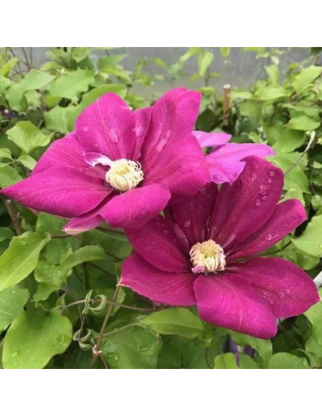 Powojnik Clematis Vino