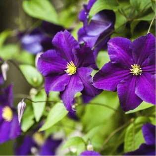 Viola Clematis Powojnik