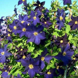 Viola Clematis Powojnik 2