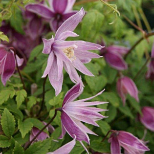 Violet Pink Clematis Powojnik