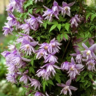 Violet Pink Clematis Powojnik 2