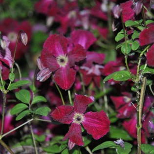 viticcella Rubra Clematis Powojnik