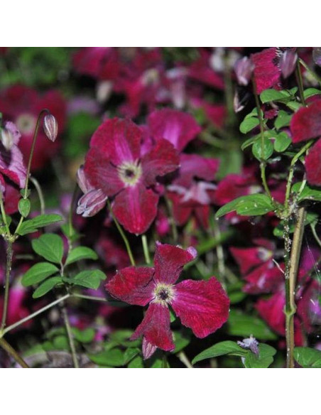 viticcella Rubra Clematis Powojnik