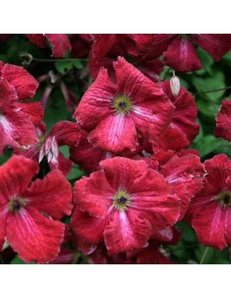 Powojnik viticcella Rubra Clematis
