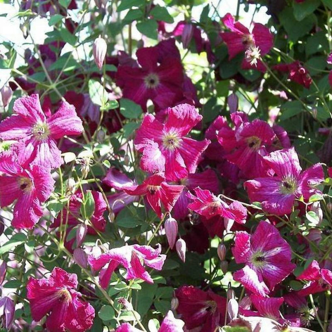 Powojnik Clematis viticcella Rubra