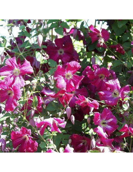 Powojnik Clematis viticcella Rubra