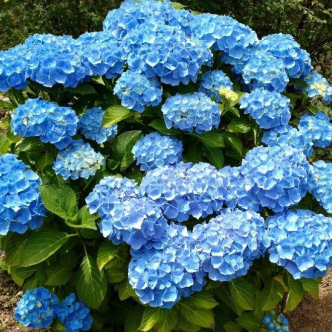 Hydrangea macrophylla Hortensja ogrodowa Nikko Blue