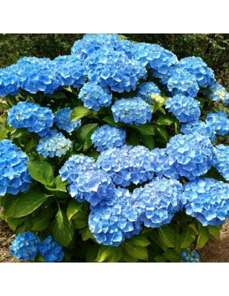 Hydrangea macrophylla Hortensja ogrodowa Nikko Blue
