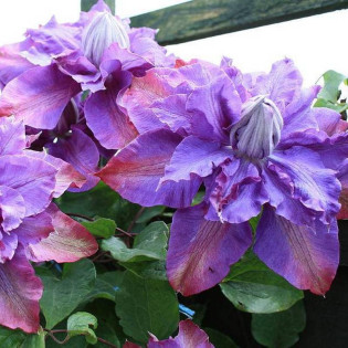 Powojnik Vyvyan Pennell Clematis