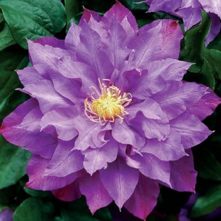 Powojnik Vyvyan Pennell Clematis 2
