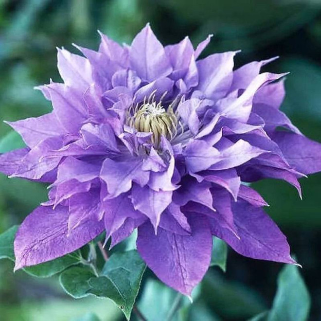 Powojnik Clematis Vyvyan Pennell