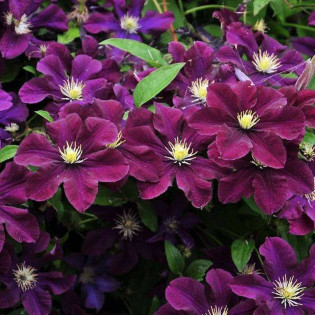 Powojnik Warszawska Nike Clematis
