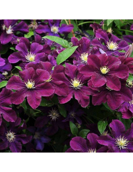 Powojnik Warszawska Nike Clematis