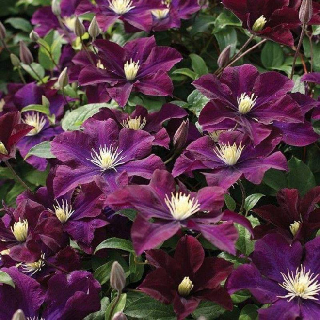 Warszawska Nike Clematis Powojnik