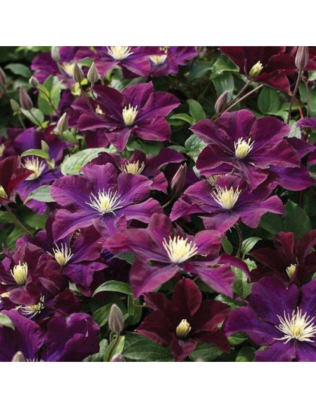 Warszawska Nike Clematis Powojnik